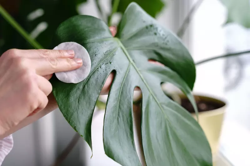 Questions about to clean your houseplants